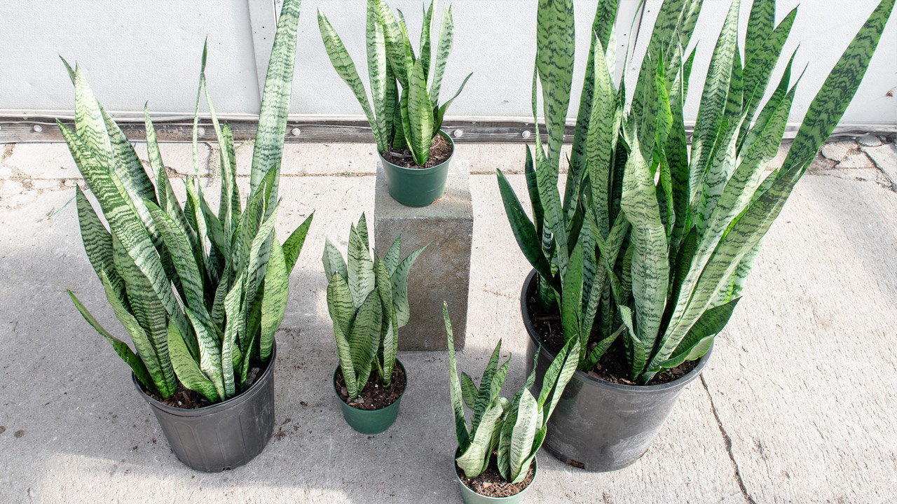 Our Top 5 Sansevierias : Mulhall's