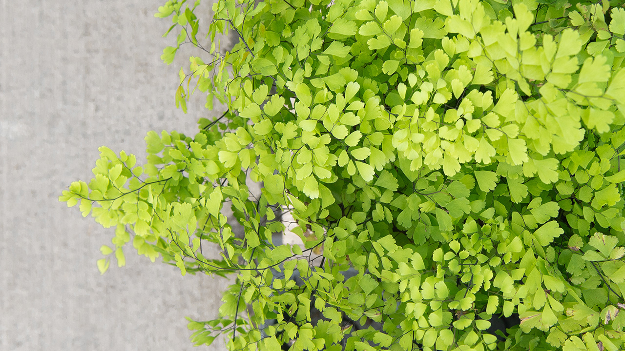 Maidenhair Fern