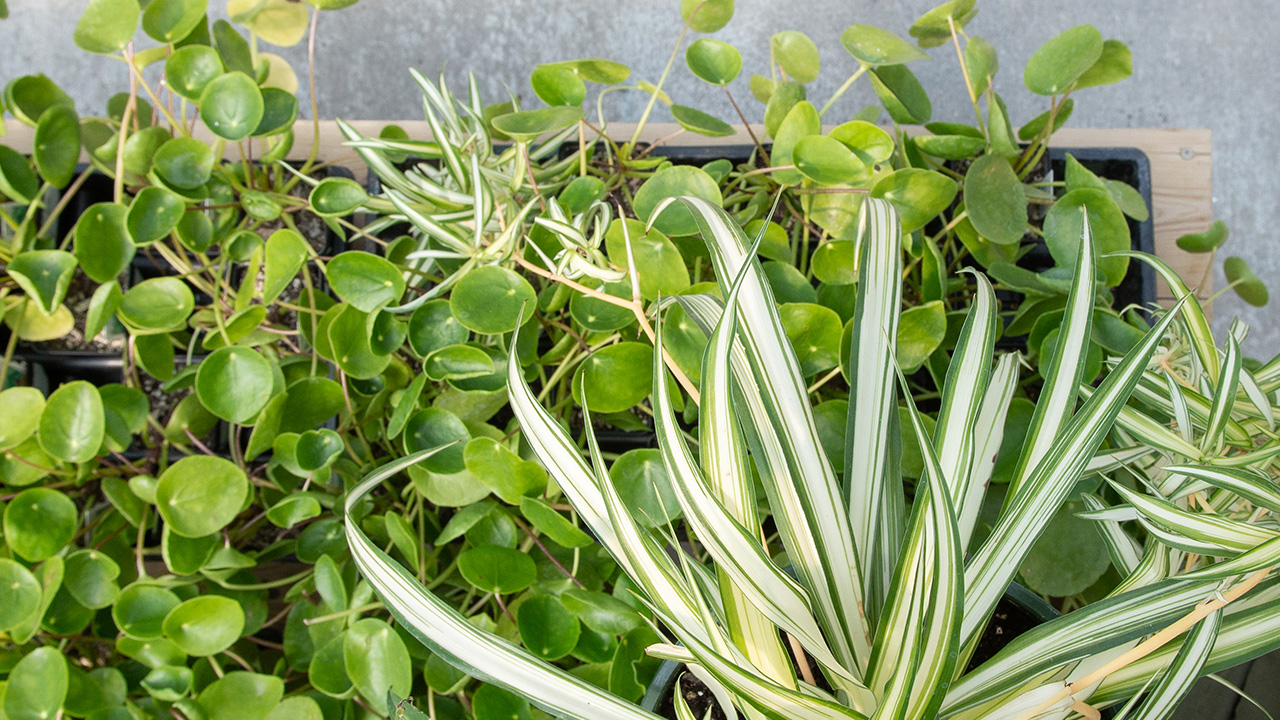 Pilea peperomioides + Spider Plant