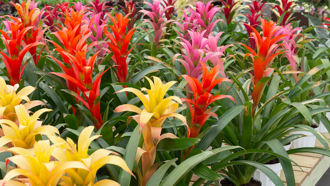 Bromeliad