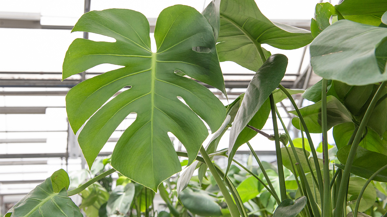 Monstera