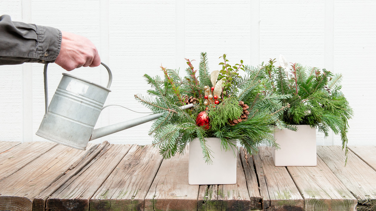 watering festive evergreens