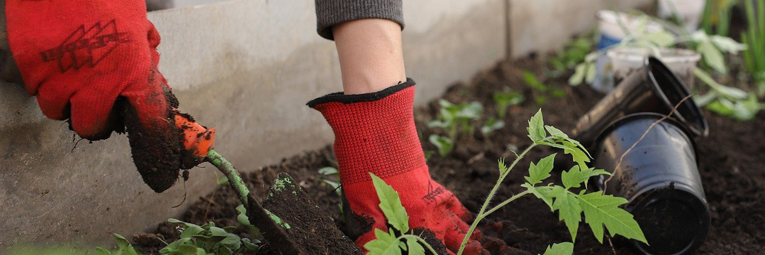 A gloved hand reaches into flowerbed.